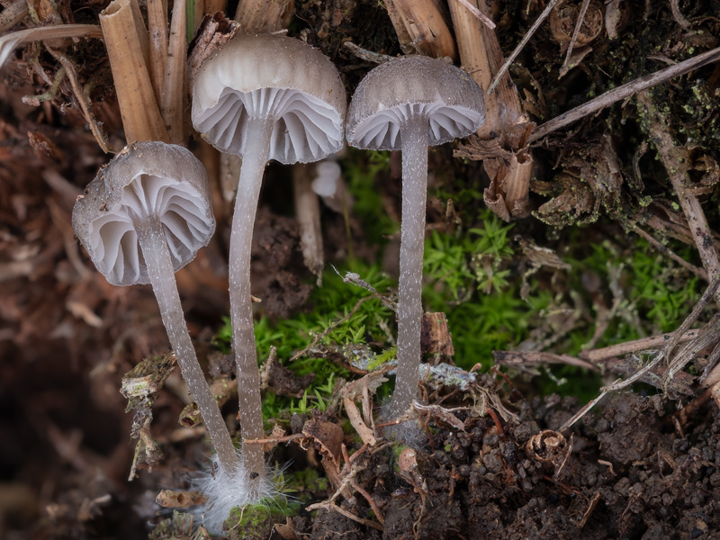 Mycena pseudopicta